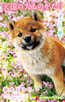 天国の犬ものがたり ~ずっと一緒~