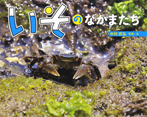 いその なかまたち