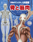 骨と筋肉