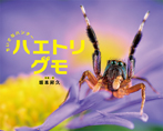 ちいさなハンター ハエトリグモ