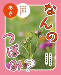 なんの　つぼみ？　あき